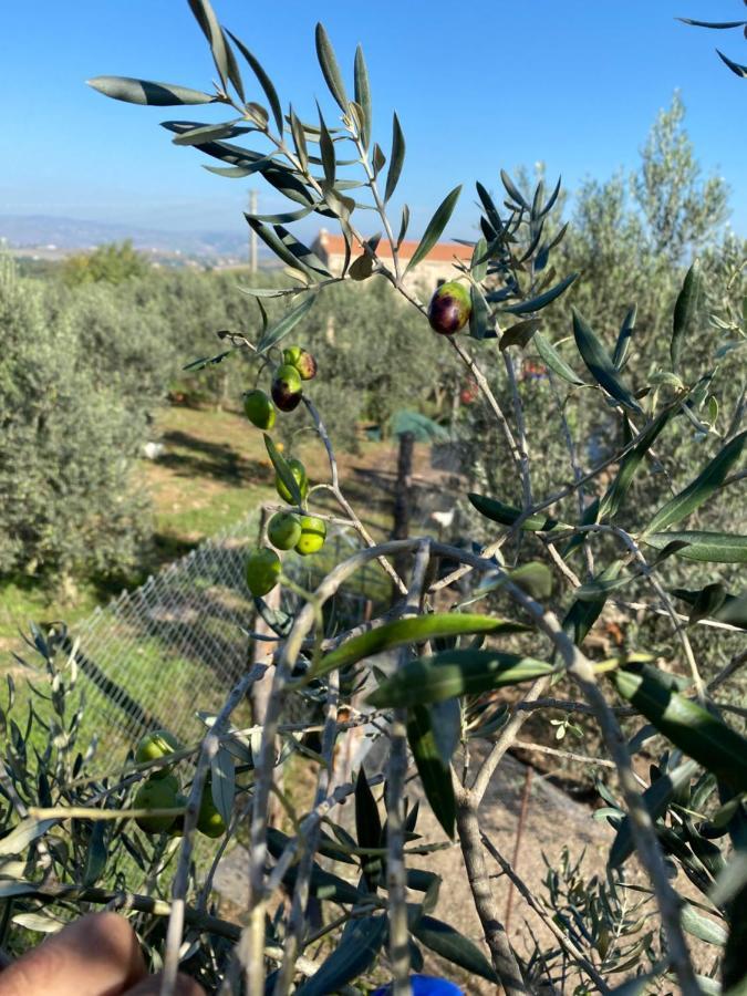 Arcadia Agriturismo San Nicola Manfredi Eksteriør bilde