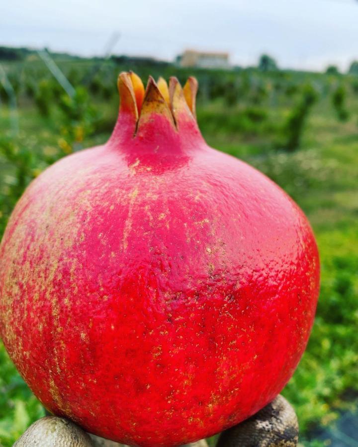 Arcadia Agriturismo San Nicola Manfredi Eksteriør bilde